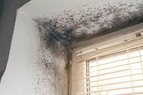 Affordable Mold Cleanup solutions in White Plains, VA